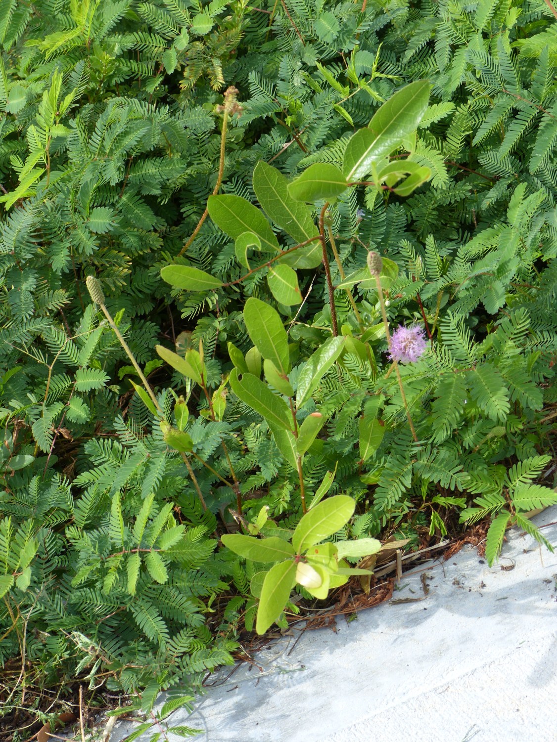 geobalanus &amp; mimosa