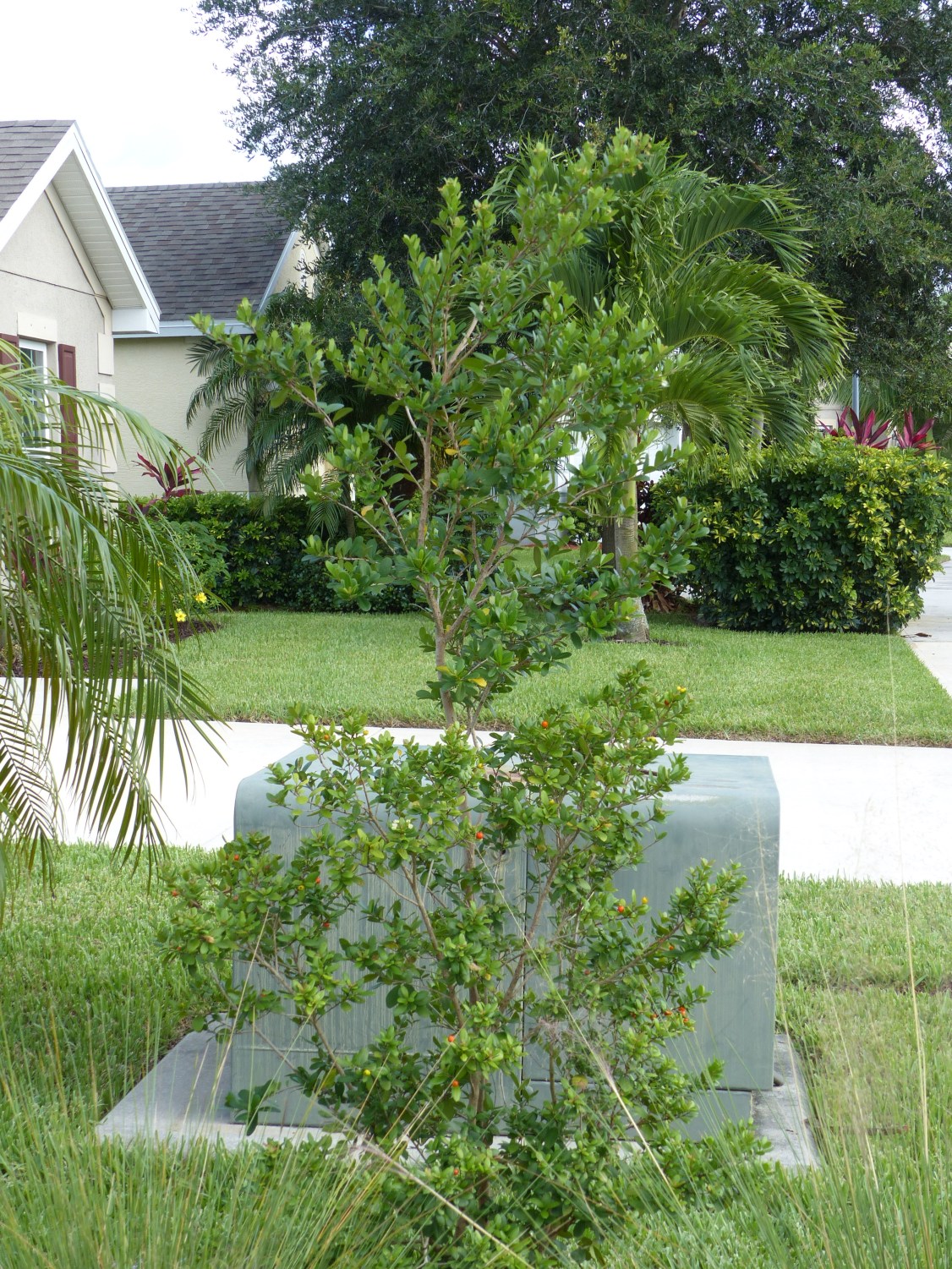 myrcinanthes frgrans