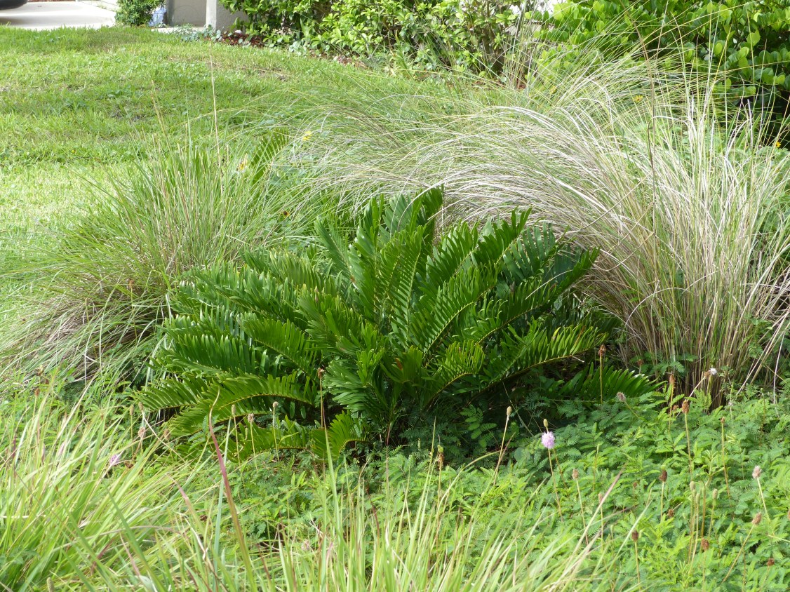 zamia - grasses