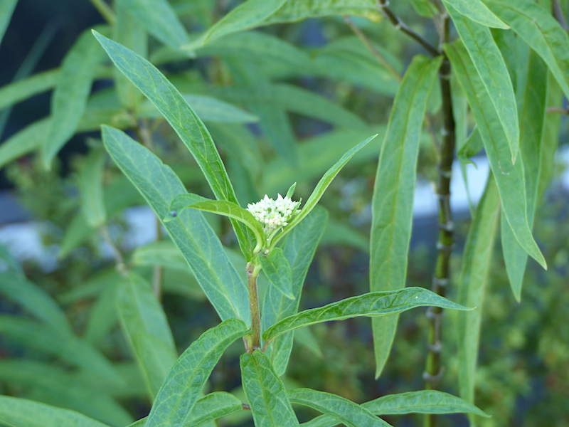 !!asclejpias incarnata