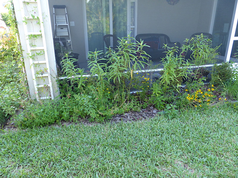 !!asclepias back bed2