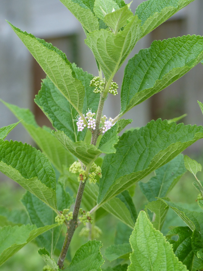 !!callicarpa americana copy