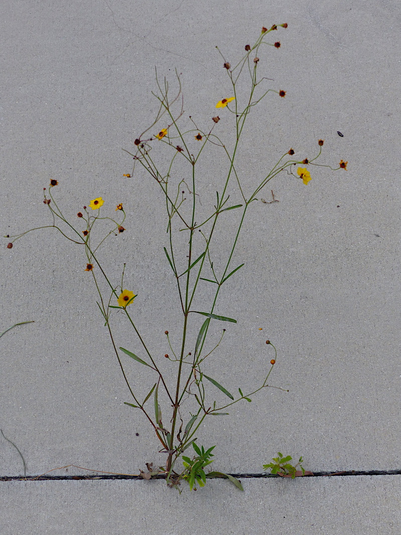 !!coreopsis copy
