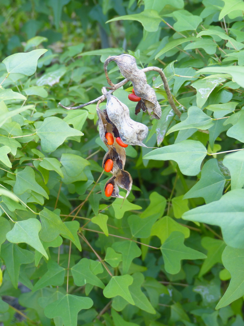 !!erythrina herbacea seedpods2 copy