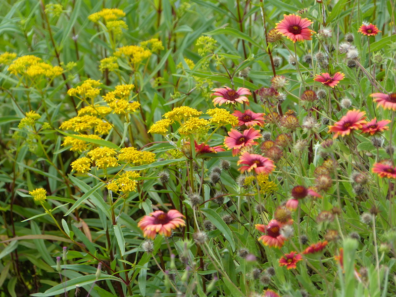 !!flaveria & gaillardia copy