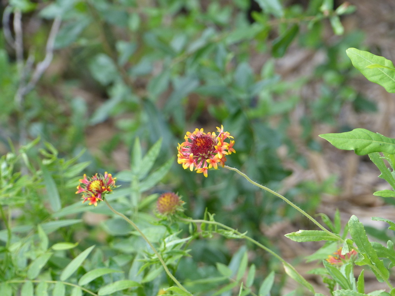 !!gaillardia poulchella copy