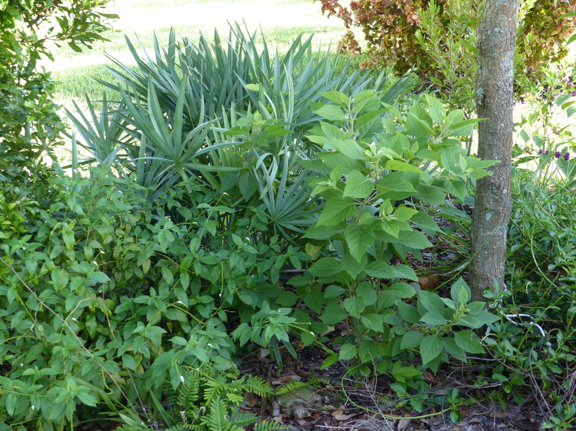 heliotorpium - sernoa - callicarpa - enclyclia closer up