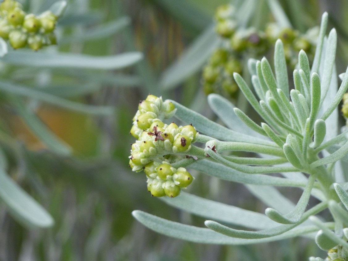 Heliotropium gnaphalodes6
