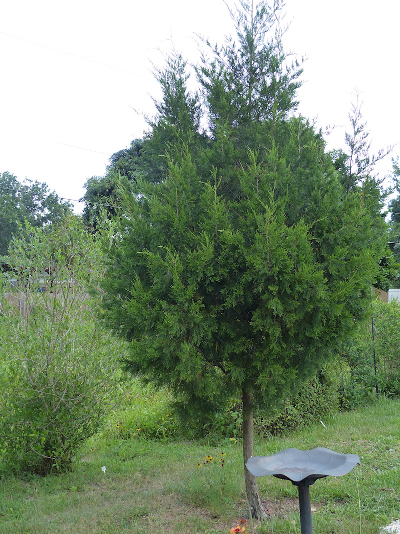!!juniperus & forestiera copy