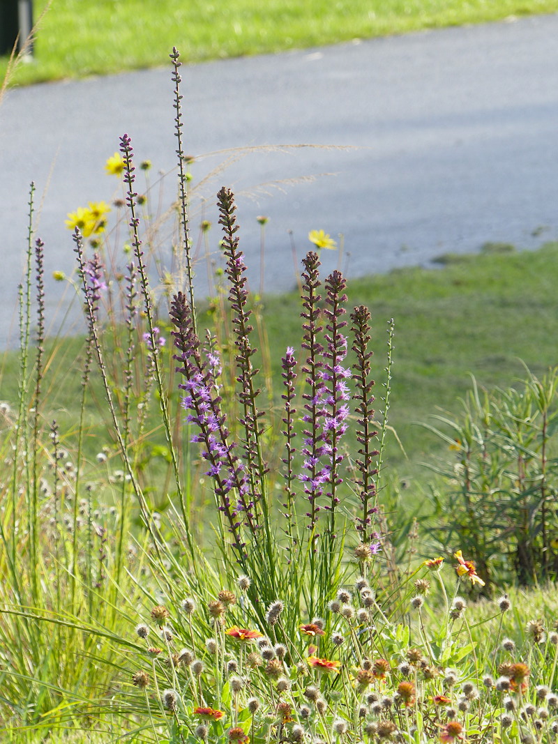 !!liatris copy