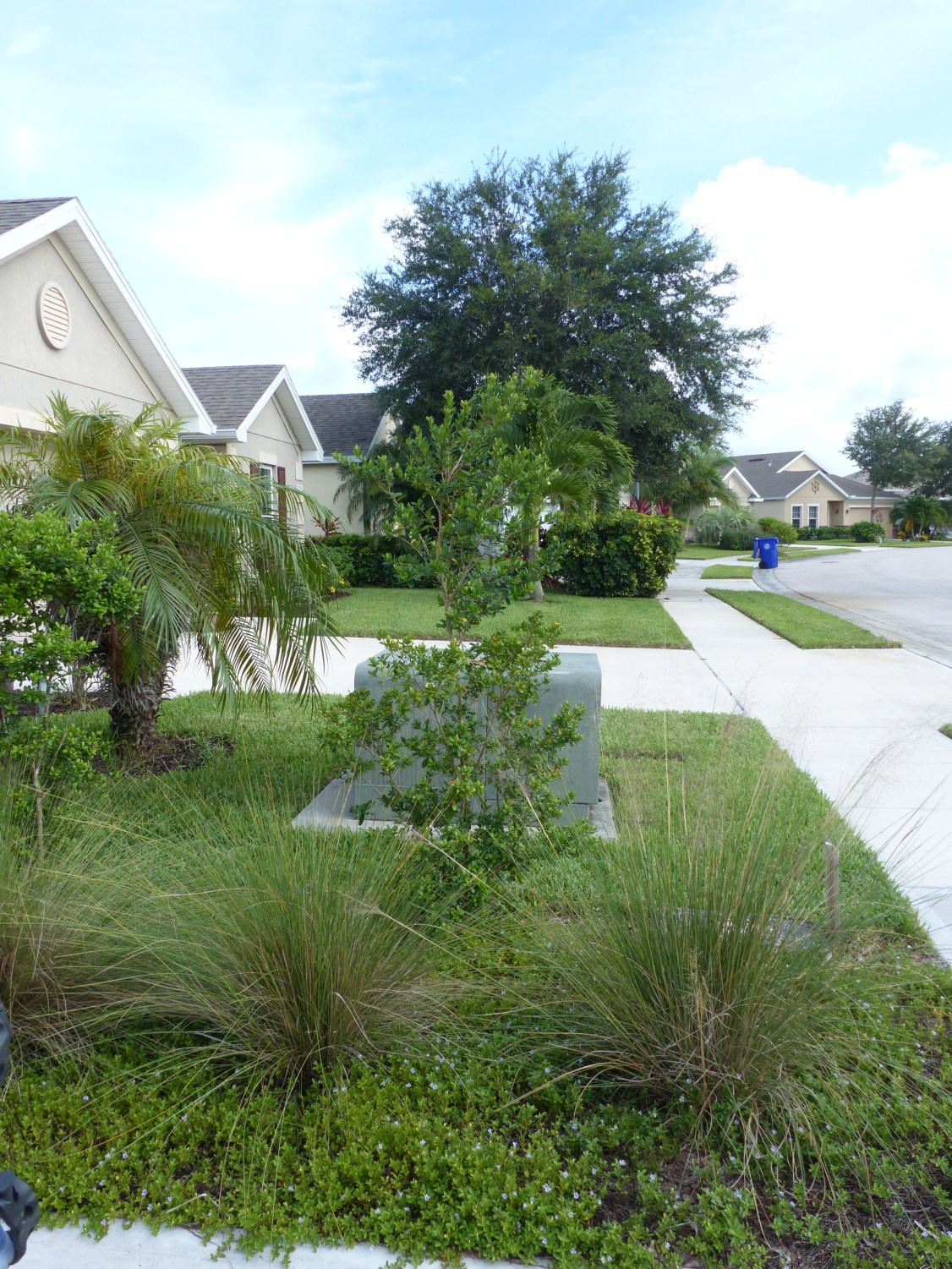 myrcianthes - muhlbergia - twinflower