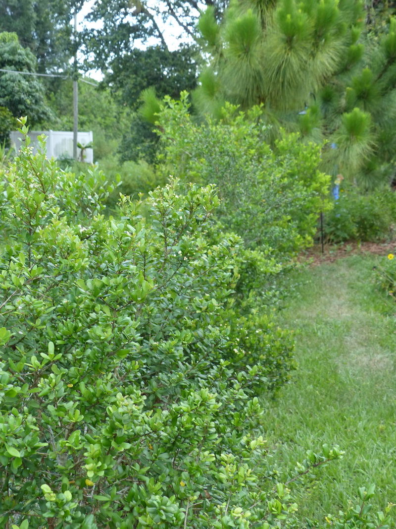 !!myrcianthes & pinus copy