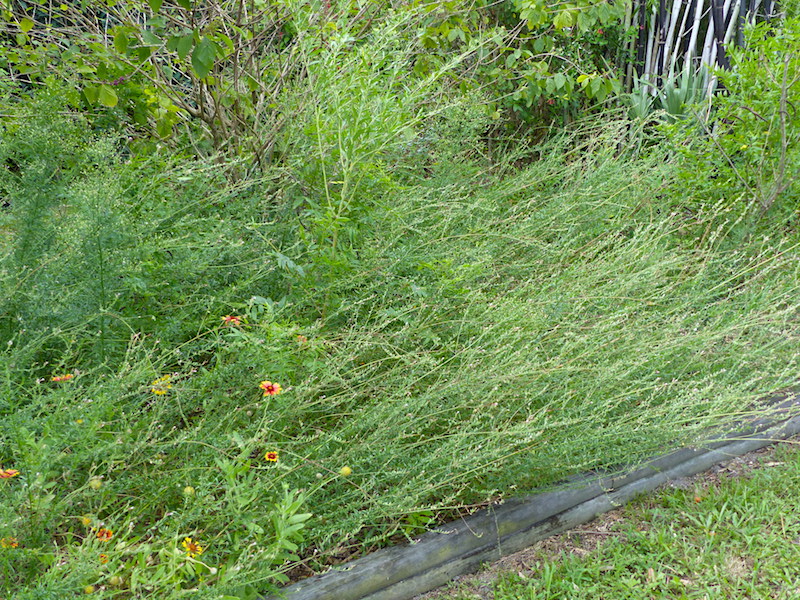 !!Oenothera simulans copy