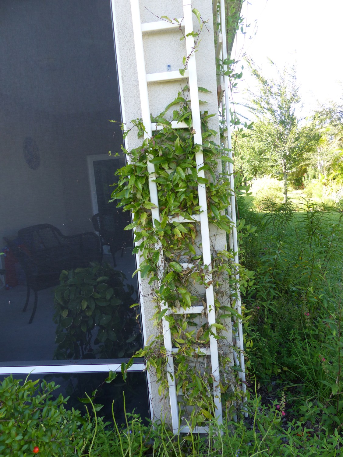 passiflora suberosa w trellis