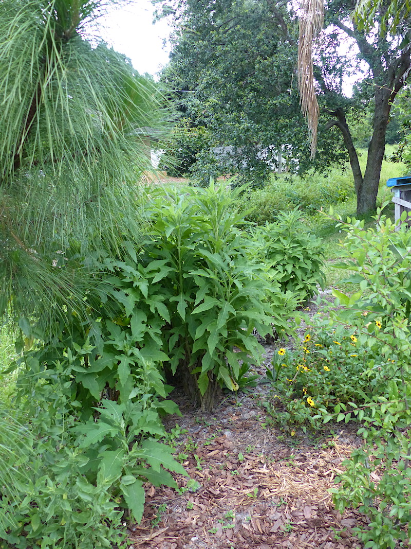 !!pinus - verbesina - helianthu copy