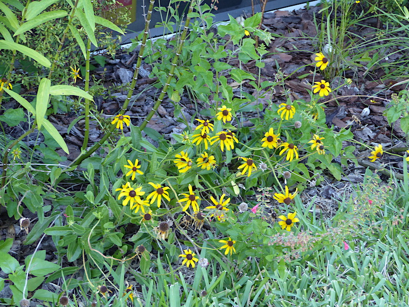 !!rudbeckia copy