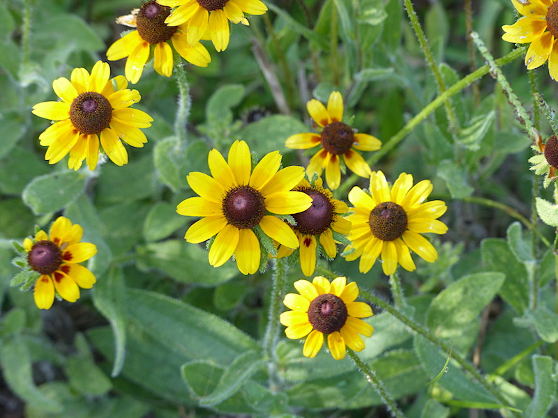 !!rudbeckia copy