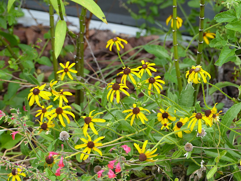 !!rudbeckia - salvia copy