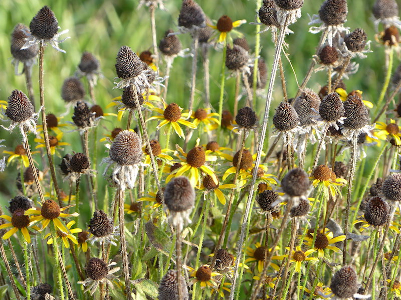 !!rudbeckia seedheads copy
