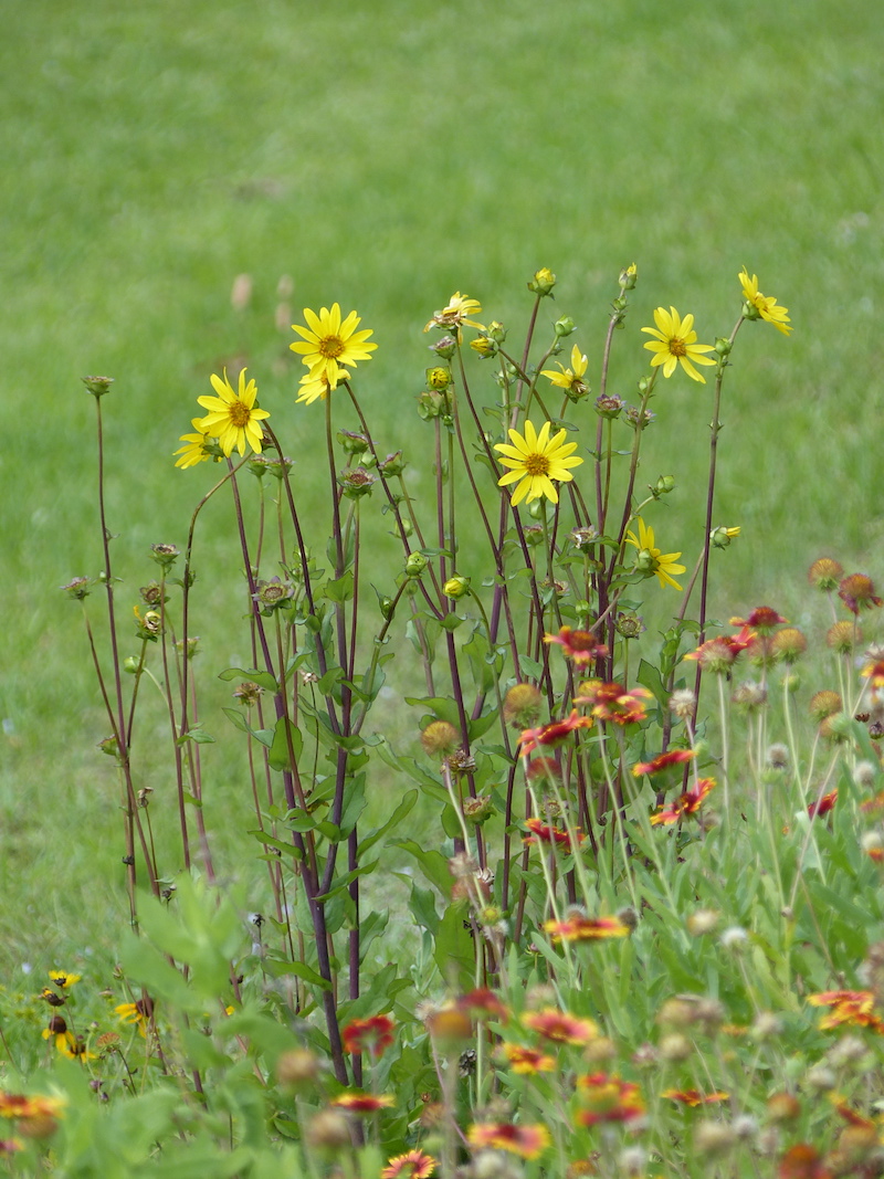 !!silphium copy 2