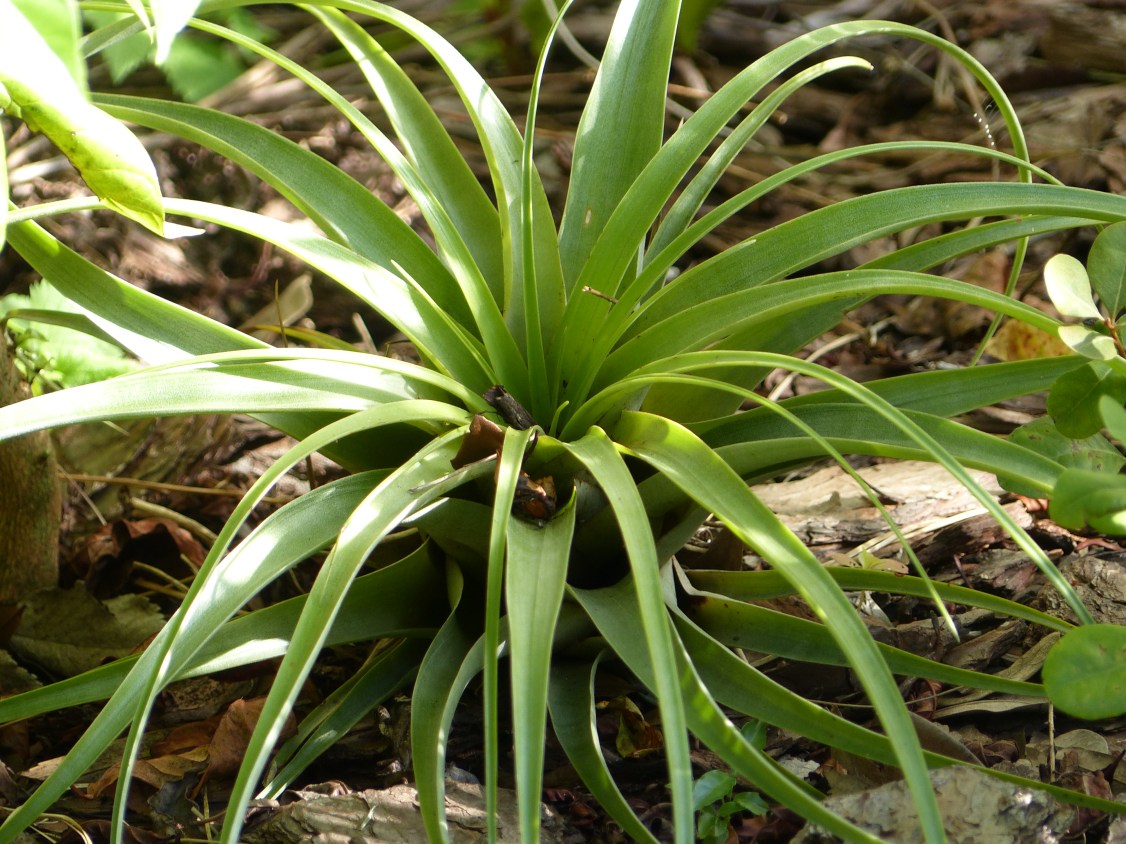 tillandsia utriculata rescue2