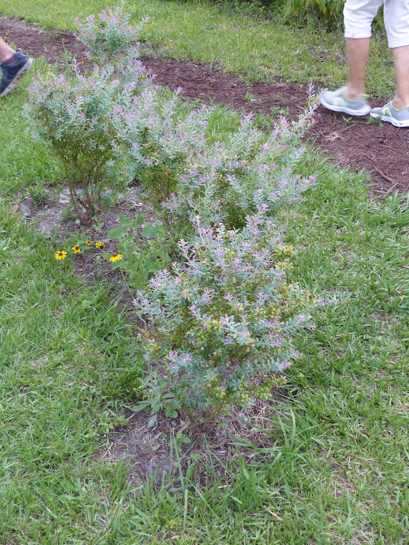 !!vaccinium darrowii copy